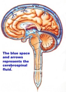 cerebrospinal_fluid